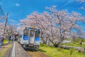 浦ノ崎駅　満開桜①